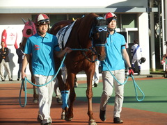 20181205 大井1R 2歳270 ドナアンブロージア 04