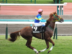 20150927 中山9R 芙蓉ステークス プランスシャルマン 18