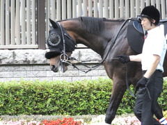 20140629 東京10R ゴールウェイ 05