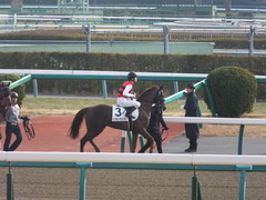 20140118中山競馬場 リネンウッド 08
