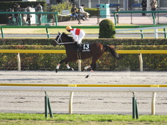 20141116 東京10R ショウナンアポロン 10