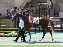 20151012 東京3R 2歳未勝利 ヤマニンリュウセイ 05