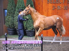 メジロルルドの2016-1