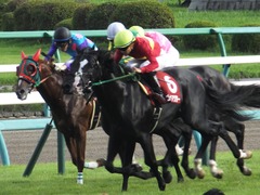 20160925 中山11R オールカマー(G2) サトノノブレス 23