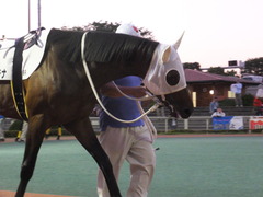 20160518 大井9R アイラブ大井賞 3歳 サンドプラチナ 04
