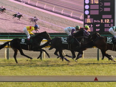 20150221 東京11R ダイヤモンドS(G3) ラブイズブーシェ 13