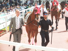 20180401 阪神2R 3歳未勝利 メジャーシャルマン 07