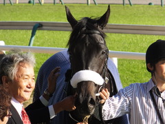 20131117 東京 ショウナンアチーヴ 20