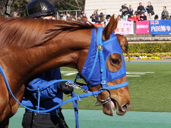 20170219 東京1R 3歳未勝利 ハッピーサンディー 07