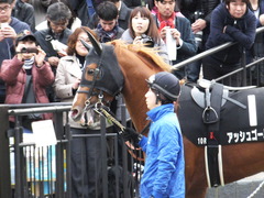 20151129 東京10R ウェルカムS アッシュゴールド 02