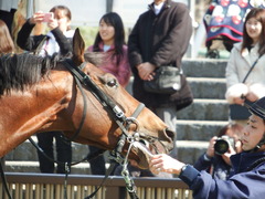 20180217 東京4R 4歳上障害未勝利 トーセンカナロア 09