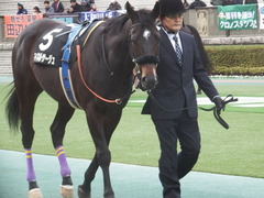 20190126 東京11R 白富士S 4歳上OP マイネルサージュ 12