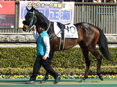 20180217 東京3R 3歳未勝利 ハッピーテーラー 08