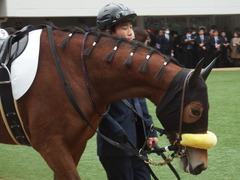 20181223 中山4R 2歳メイクデビュー ハクシンドリーム 04