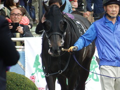 20180408 中山11R 春雷S(OP) ショウナンアチーヴ 10