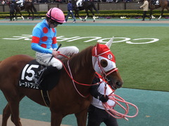 20170211 東京9R テレビ山梨杯(牝1000) レーヌドブリエ 22