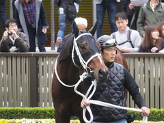 20141108 東京9R ショウナンアポロン 10