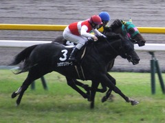 20170625 東京11R パラダイスS 3歳上(OP) ショウナンアチーヴ 20