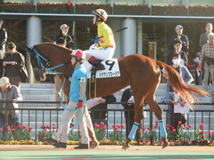 20181205 大井1R 2歳270 ドナアンブロージア 11