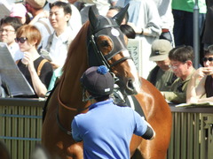 20180429 東京10R 晩春S(1600) クライムメジャー 11