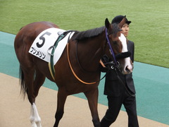 20161030 東京1R 2歳未勝利 プンメリン 13