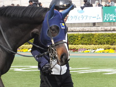 20170218 東京2R 3歳メイクデビュー タネノオー 08