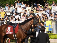 20140921 新潟11R セントライト記念 オウケンブラック 08
