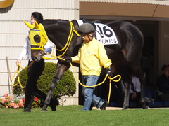 20151025 京都4R 2歳メイクデビュー ブリリョドソル 05