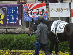 20141012 東京4R ウインメアリー 03