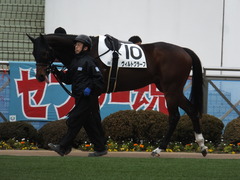 20150124 中山8R 4歳上500万下 ヴィルトグラーフ 02