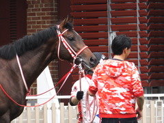 20170624 函館10R 湯川特別(500) ホウオウドリーム 20