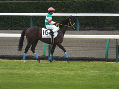 20150308 中山5R 3歳未勝利 ラッシュアタック 12