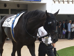 20170909 中山3R 3歳未勝利 ダンスウィズユー 07