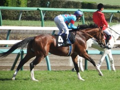 20190324 中山10R 美浦S(1600) ルーカス 16