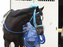 20150124 中山5R 3歳未勝利 サウンドアラムシャ 01