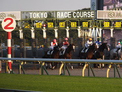 20141018 東京12R ショウナンアポロン 13