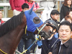 20181202 中山12R (1000) ラッシュアタック 13