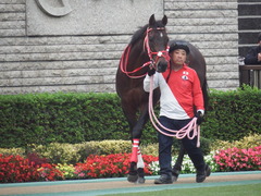 20181104 東京11R AR共和国杯(G2) ホウオウドリーム 03