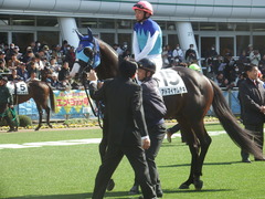 20190223 中山7R 4歳上(500) アドマイヤムテキ 14
