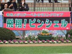 20181223 中山3R 2歳未勝利 ピンシェル 01
