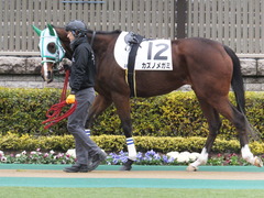 20160130 東京3R 3歳未勝利 カズノメガミ 03