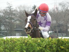 20190323 中山9R ミモザ賞 3歳牝馬(500) トロハ 17
