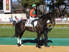 20150131 東京2R 3歳未勝利 コスモポッポ 11