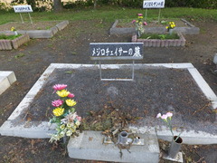 メジロチェイサー