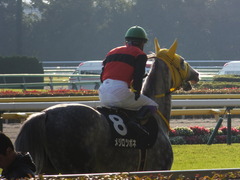 20131116 東京 メジロツボネ14