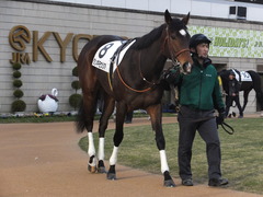 20170114 京都12R 4歳上1000万下 タンギモウジア 06