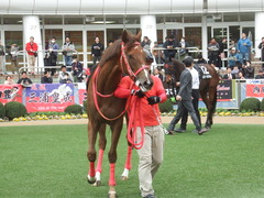 20190310 中山11R アネモネS 3歳牝馬OP オトナノジジョウ 19