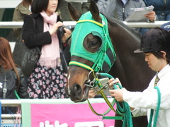 20180414 中山2R 3歳未勝利 アイコンタクト 14