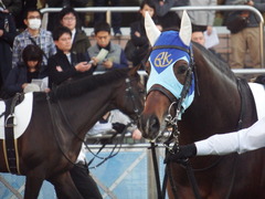 20181201 中山12R (1000) アドマイヤシナイ 14