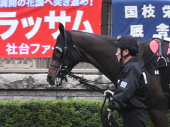 20151123 東京9R 伊勢佐木特別 ヴィルトグラーフ 05